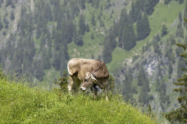Allgäu Brown Swiss cattle (Bos primigenius taurus), Untere Luegenalpe in Oytal, Allgäu Alps,