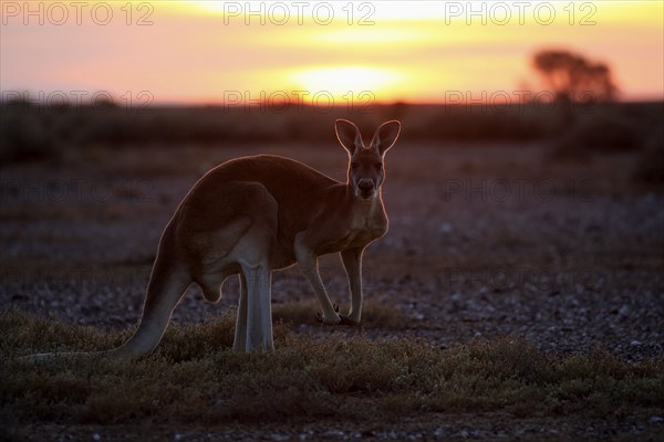 Red kangaroo (Macropus rufus), adult male, sunrise, Sturt National Park, New South Wales,