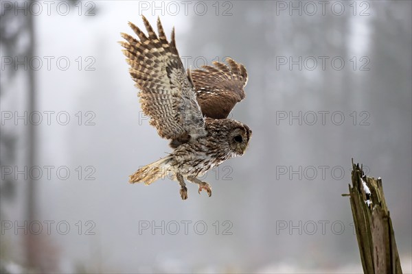 Tawny owl (Strix aluco), adult in winter, landing on a wait, flying, Zdarske Vrchy,