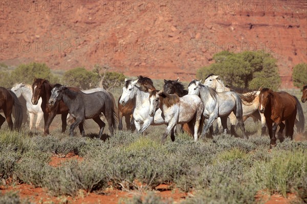 Mustang, (Equus caballus), horses, group, herd, Monument Valley, Utah, USA, North America