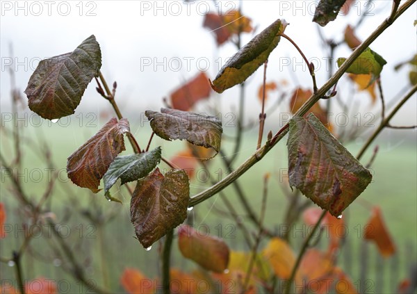 Nature, autumn, leaves, wilted leaves
