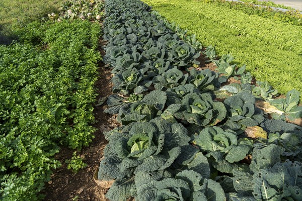 Agriculture, Savoy cabbage heads growing in a field