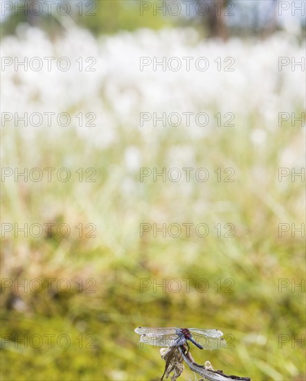 White-faced darter (Leucorrhinia dubia), mature male sitting on a perch, seed clusters in the
