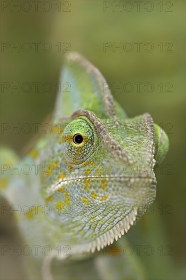 Veiled chameleon (Chamaeleo calyptratus), female, captive, occurring in the Arabian Peninsula