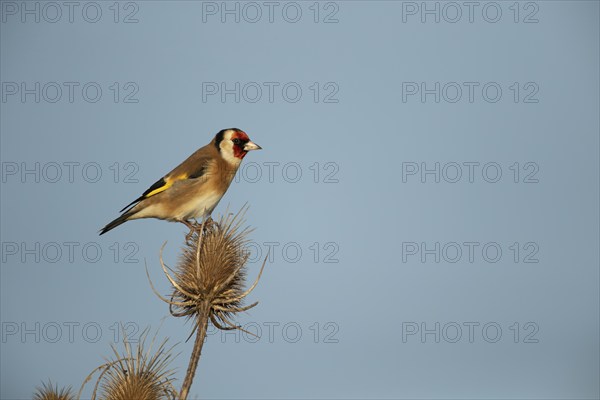 European goldfinch (Carduelis carduelis) adult bird on a Teasel (Dipsacus fullonum) seedhead,