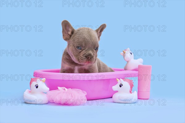 Cute Isabella French Bulldog dog puppy in pink bathtub with unicorn rubber ducks on blue background