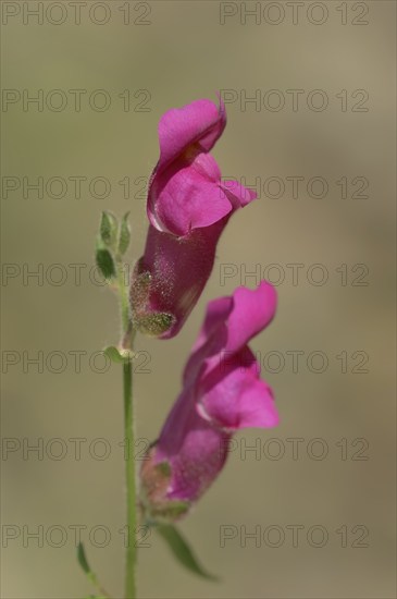 Large common snapdragon (Antirrhinum majus), flowers, Provence, southern France