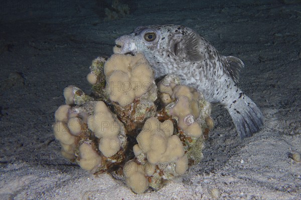 A masked pufferfish (Arothron diadematus) seeks shelter behind a stony coral (Acropora) at night,