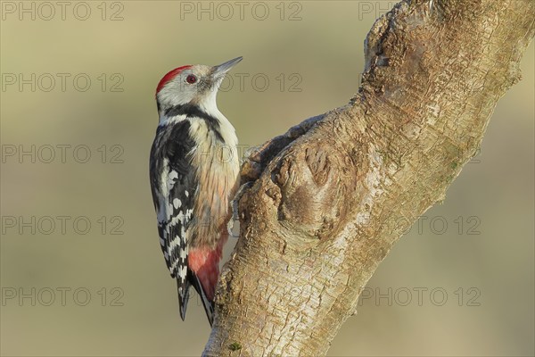 Middle Spotted Woodpecker (Dendrocopos medius) sitting on a branch, Animals, Birds, Woodpeckers,