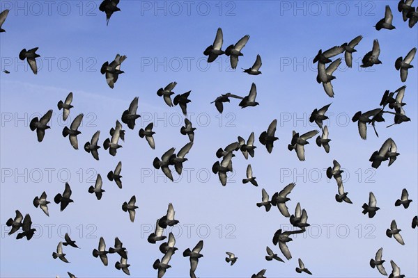 City pigeons in winter, Saxony, Germany, Europe