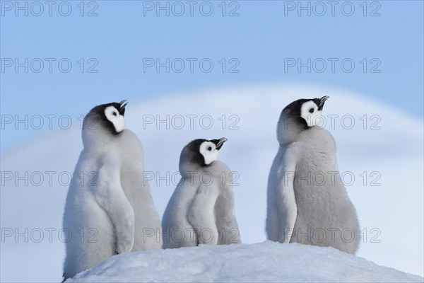 Emperor penguins, Aptenodytes forsteri, Tree Chicks, Snow Hill Island, Antartic Peninsula,