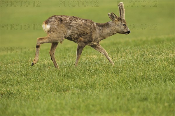 European roe deer (Capreolus capreolus) buck with velvet antlers crossing the meadow, Allgäu,