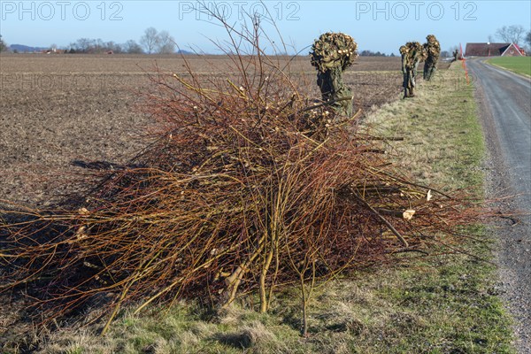 Pile of cut twigs at freshly pruned willow trees in Skurup municipality, Skåne, Sweden,