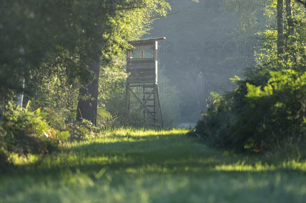 High seat for hunting in the forest, Lower Saxony, Germany, Europe