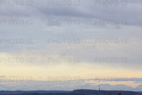Thousands of bramblings from Scandinavia fly in flocks over Magolsheim. With a view of the Alps at