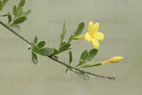 Shrub jasmine or shrubby jasmine (Chrysojasminum fruticans, Jasminum fruticans), Provence, southern