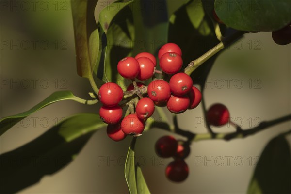 European holly (Ilex aquifolium) tree red berries on a branch in the autumn, Suffolk, England,