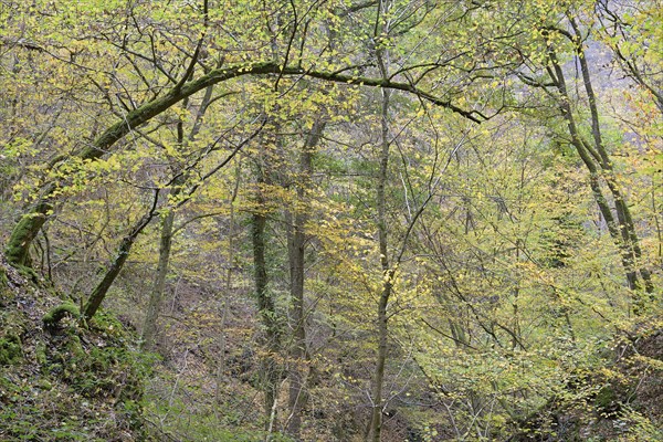 Dortebach valley in autumn, steep slopes, european hornbeam (Carpinus betulus) with curious growth