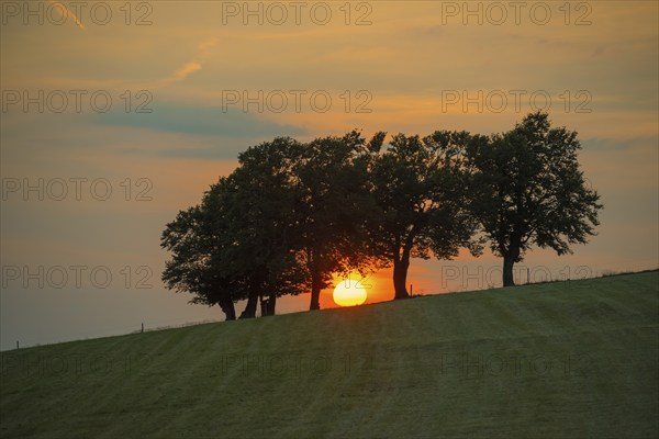 Wind beech trees and sunset, Hofsgrund, Oberried, Schauinsland, Black Forest, Baden-Württemberg,