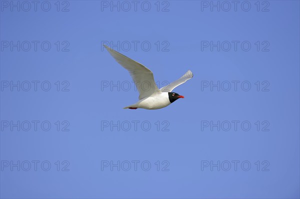 Herring Gull (Ichthyaetus melanocephalus, Larus melanocephalus), flying, Camargue, Provence,