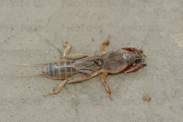 European mole cricket (Gryllotalpa gryllotalpa), Camargue, Provence, southern France