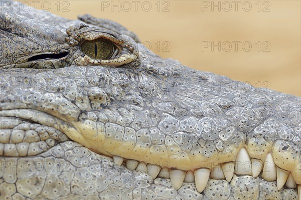 Nile crocodile (Crocodylus niloticus), eye and teeth, captive, occurring in Africa