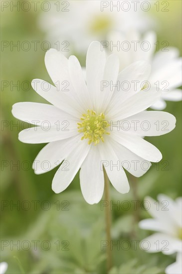 Blue anemone (Anemone apennina var. albiflora), flower, garden plant, North Rhine-Westphalia,
