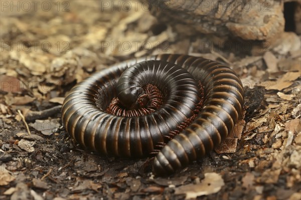 Giant african millipede (Archispirostreptus gigas), captive, occurrence in Africa