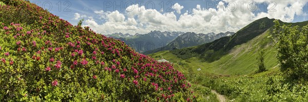 Alpine rose blossom, panorama from the Fellhorn over the Schlappoldsee and mountain station of the