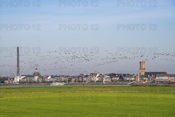 Skyline of Emmerich, on the Lower Rhine, pastures on the left bank of the Rhine, cows, flock of