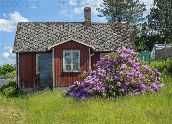 Old abandoned cottage with blooming rhododendron bush in Vollsjö, Skåne County, Sweden,