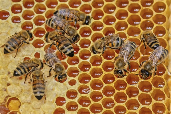 Western honey bee (Apis mellifera) fruit blossom, honeycomb, marked queen bee, beehive, petals,