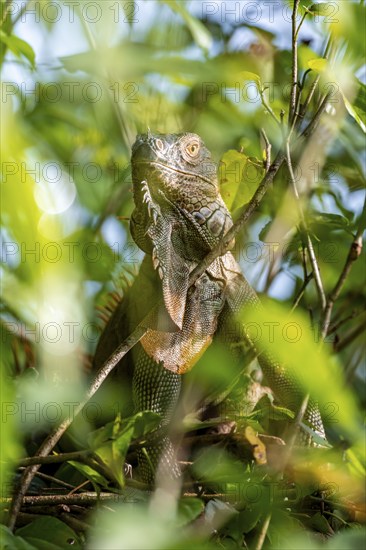 Green iguana (Iguana iguana) between leaves, Tortuguero National Park, Costa RicaGreen iguana