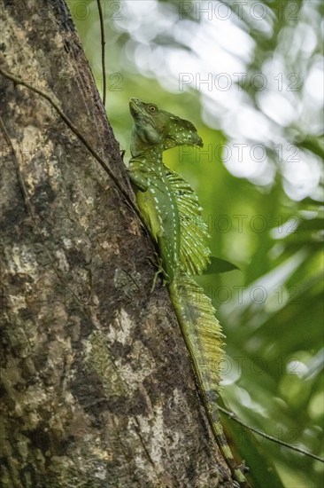 Plumed basilisk (Basiliscus plumifrons), adult male sitting on a branch, Tortuguero National Park,