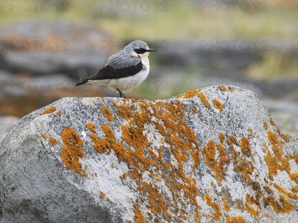 Wheatear (Oenanthe oenanthe) adult male perched on lichen covered rock, on the Arctic Ocean