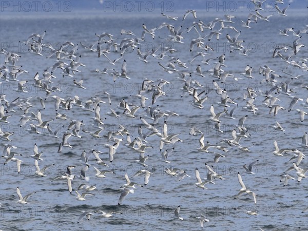 Black-legged kittiwake (Rissa tridactyla), flock flying off from coastal rocks of Arctic Ocean,