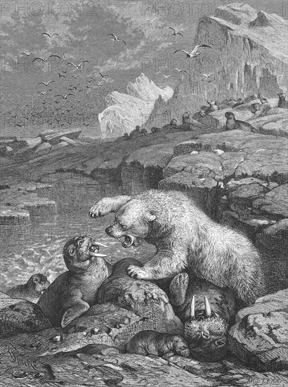 Polar bear fighting a walrus, Historical, digitally restored reproduction from a 19th century