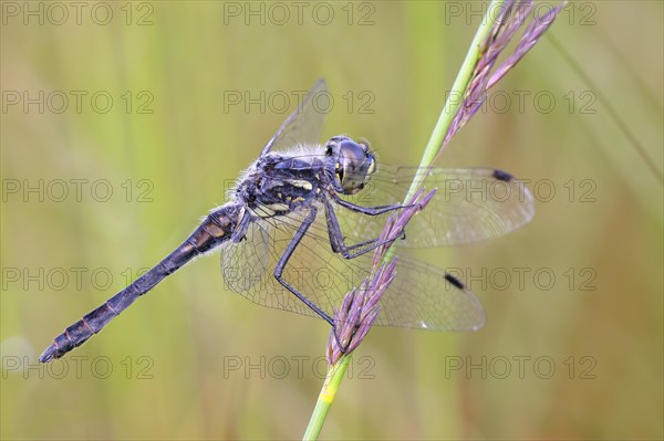 Black Darter (Sympetrum danae), male sitting on a blade of grass, wildlife, dragonflies, insects,