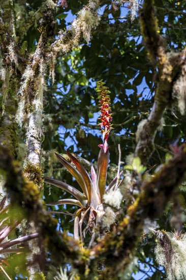 Bromeliads, dense vegetation in the cloud forest, mountain rainforest, Parque Nacional Los
