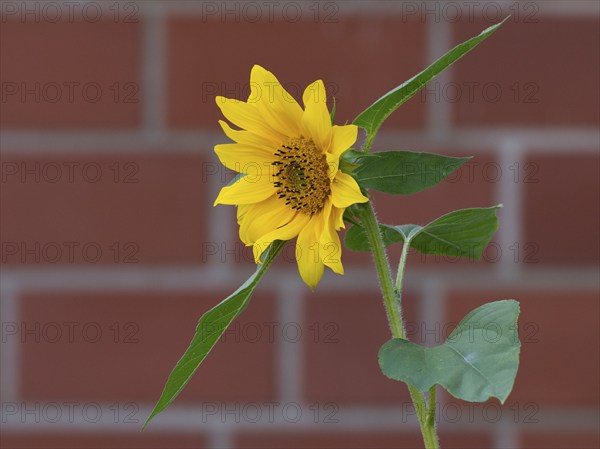 Sunflower (Helianthus annuus), a single bright yellow sunflower with green leaves against a brick