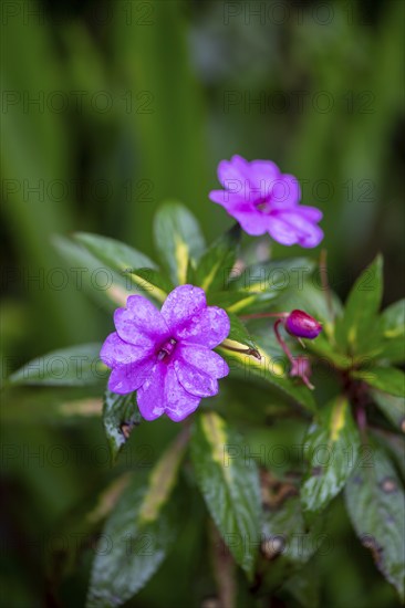 Pink flower, busy Lizzie (Impatiens walleriana), Alajuela province, Costa Rica, Central America