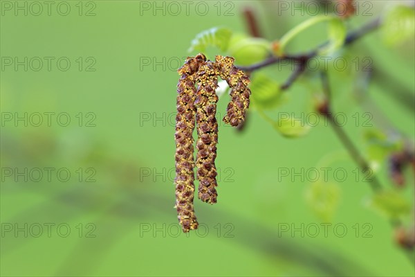 Black alder (Alnus glutinosa), flower, Germany, Europe