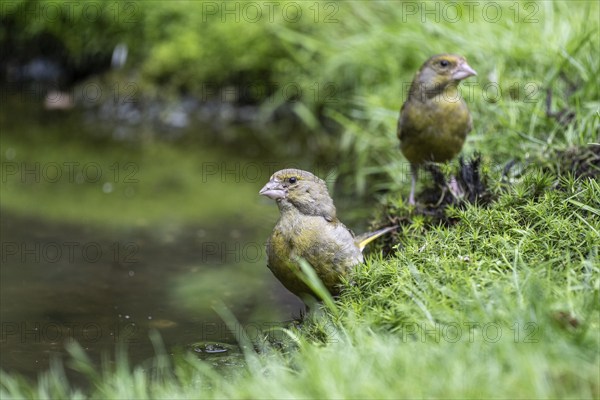 European greenfinches (Carduelis chloris) at the watering hole, Emsland, Lower Saxony, Germany,