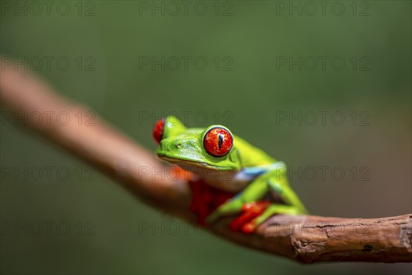 Red-eyed tree frog (Agalychnis callidryas), sitting on a branch, Heredia province, Costa Rica,