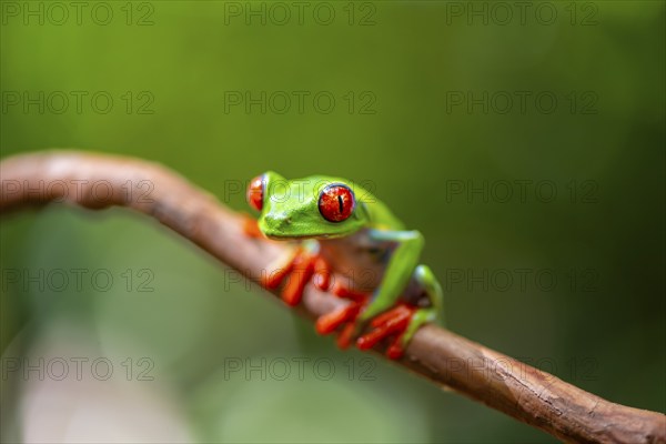 Red-eyed tree frog (Agalychnis callidryas), sitting on a branch, Heredia province, Costa Rica,