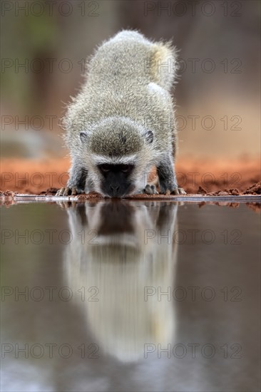 Vervet Monkey (Chlorocebus pygerythrus), adult, drinking, at the water, Kruger National Park,