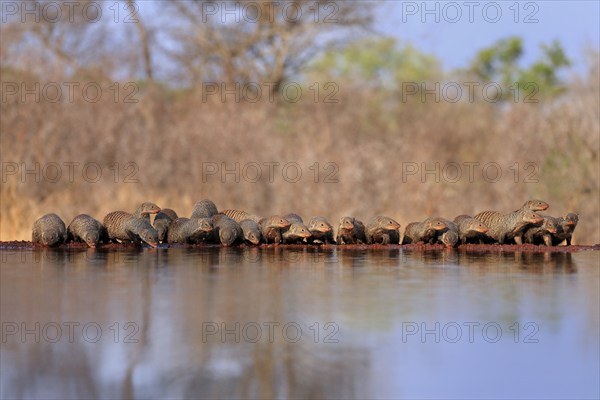 Zebra mongoose (Mungos mungo), adult, group, at the water, drinking, Kruger National Park, Kruger
