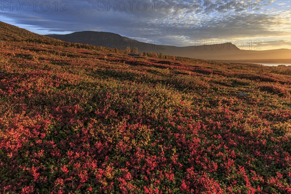 Autumn coloured blueberry bushes, red, morning light, cloudy mood, autumn, mountains, Stora