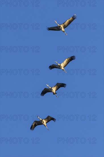 Four cranes flying in a row in the blue sky, crane (Grus grus) wildlife, Western Pomerania Lagoon