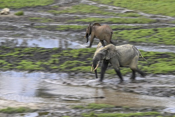 Forest elephants (Loxodonta cyclotis) in the Dzanga Bai forest clearing, illegal hunting, poaching,